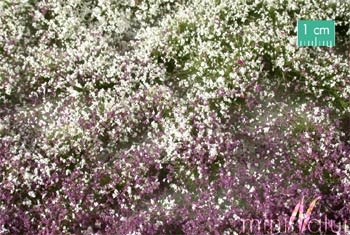 Blütenbüschel (Frühherbst)