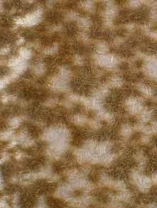 Karstbüschel (Spätherbst) BOX